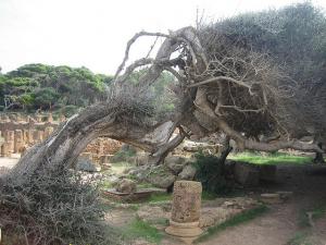 Patrimoine de Tipaza