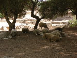 Troupeau de Moutons profitant de la beauté de la cité Romaine de Tipaza