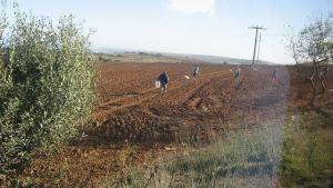 Champ agricole près de Tipaza
