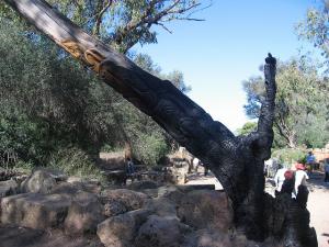 Site Archéologique de Tipaza