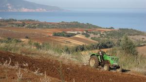 Champ agricole à Tipaza