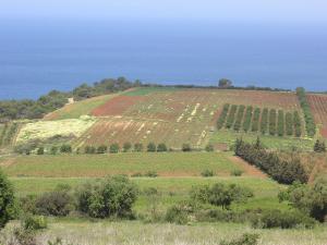Région agricole de Tipaza