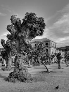 Bellombra , placette de Cherchell (Wilaya de Tipaza)