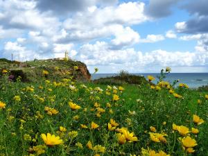 Fleurs de Printemps à Sidi Brahem - Gouraya (Tipaza)