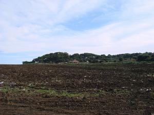 Champ agricole près de Tipaza