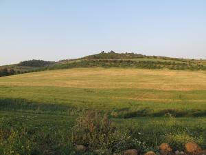 Champ de Blé de Tipaza