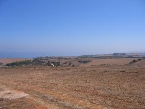 Champ agricole de Tipaza