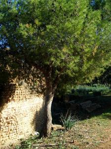 Ancien Mur Romain à Tipaza