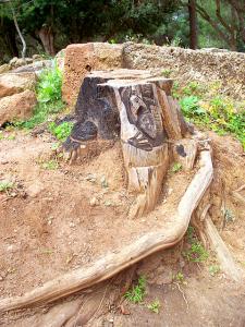 Tipaza, souche d'arbre scultée