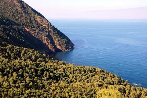 La Vaste Forêt de Tipaza