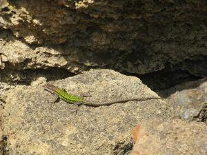 Lézard de Tipaza