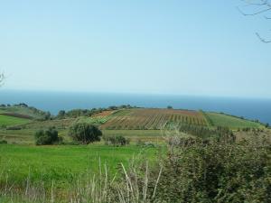 Agriculture à Tipaza