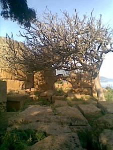 Patrimoine Romain de Tipaza