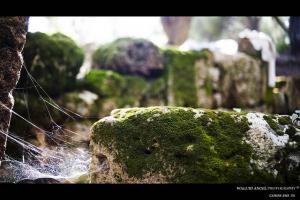 Vestige Romain recouvert de Mousse à Tipaza