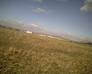 Champ Moissonné à Mila