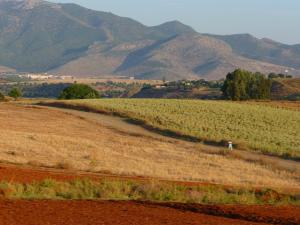 Campagne de Ain Defla