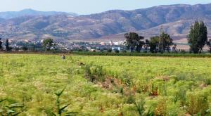 Route entre Khemis Miliana et Ain Defla