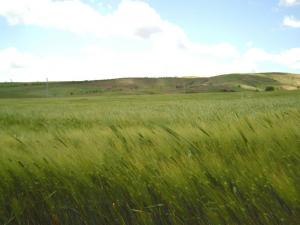 Champ de Blé dans la périphérie de Ain Defla