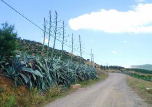 La route menant au barrage de Ghrib (Wilaya de Ai Defla)