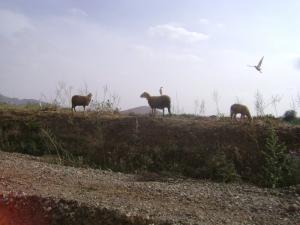 Moutons et Hérons vont bien ensemble (Ain Defla)