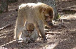 Singe de barbarie, Forêt de Ain Defla, Algérie