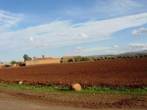 Champ Agricole dans la commune de Djendel (Wilaya de Ain Defla)