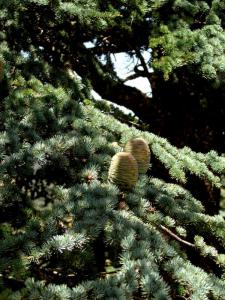 Cônes de  Cèdres (Wilaya de Ain Defla)