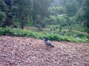 Paysage de la Forêt de Ain Defla