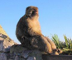 Singe Magot (Wilaya de Ain Defla)