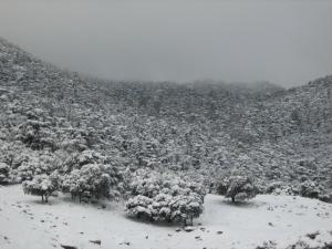 La neige sur la Forêt de Theniet (Wilaya de Ain Defla)