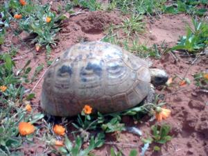 Une Tortue de la Forêt de Ain Defla