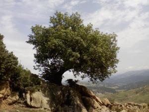 Taza (Wilaya de Ain Defla)