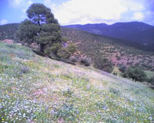 Prairie de Ain Defla