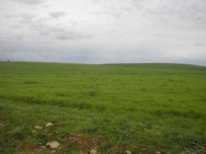 Prairie de Ain Defla