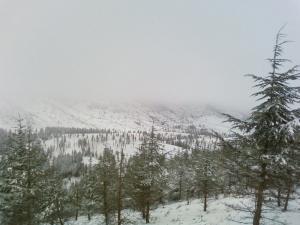 Neige sur la Forêt de Ain Defla