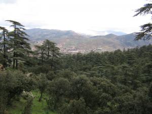 Vue de la Forêt de Cèdres d'el Meddad ... et Theniet el Had en arrière plan (Wilaya de Ain Defla)
