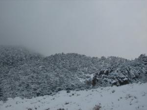 Neige à Theniet (Wilaya de Ain Defla)