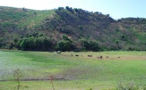 Dhaya - paturages (Wilaya de Ain Defla)