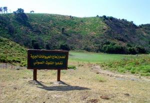 Dhaya - parc national de Chrea (Wilaya de Ain Defla)