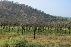 Arbrisseaux dans la Forêt d'El Taref