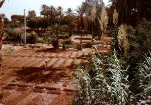 Oasis à Ain Sefra (Wilaya de Naama)