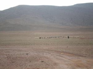 Elevage Ovin à Ain Sefra (Wilaya de Naama)