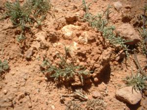 Printemps 2009 Truffe (terfès) Commune de Sfissifa (Wilaya de Naama)