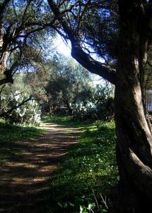 Sentier en pleine nature à Tipaza