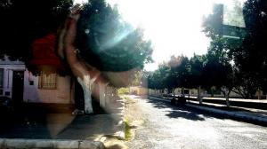 Une Allée à Ain Temouchent