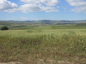 Paysage près de Dzioua à Ain Temouchent