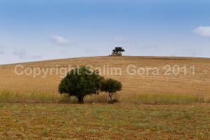 Du coté de Chaabat El Lham (Ain Temouchent)