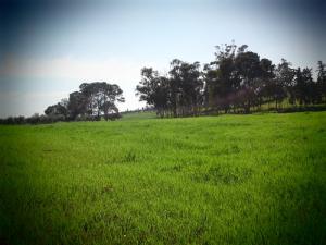 Un Paysage de Ain Temouchent