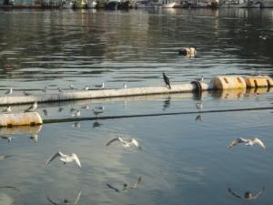 Le Port de Pêche (Ain Temouchent)