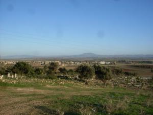 Champ d'Oliviers à Ain Temouchent